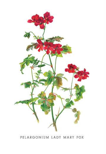 Pelargonium Lady Mary Fox 24x36 Giclee