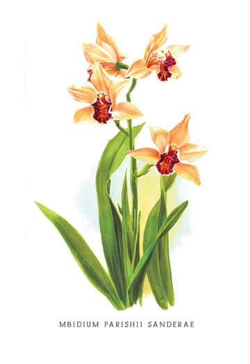 Mbidium Parishii Sanderae 24x36 Giclee