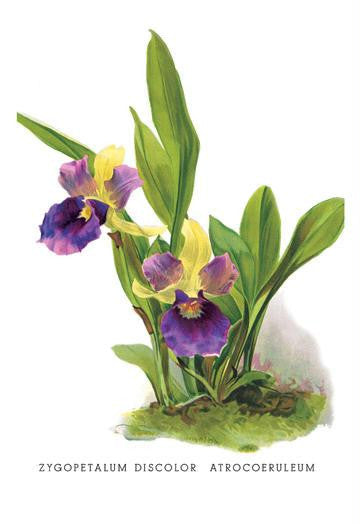 Zygopetalum Discolor Atrocoeruleum 24x36 Giclee