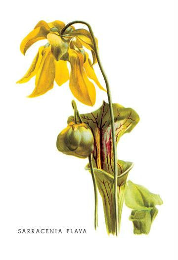 Sarracenia Flava 24x36 Giclee