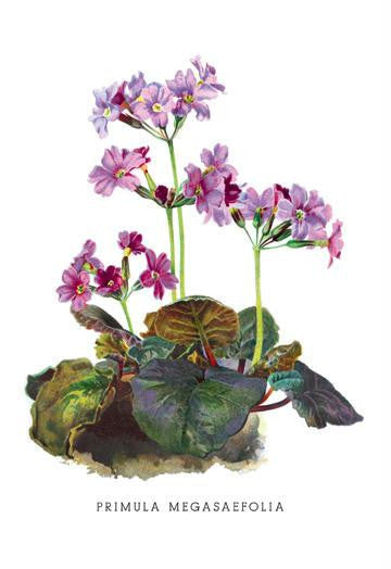 Primula Megasaefolia 24x36 Giclee