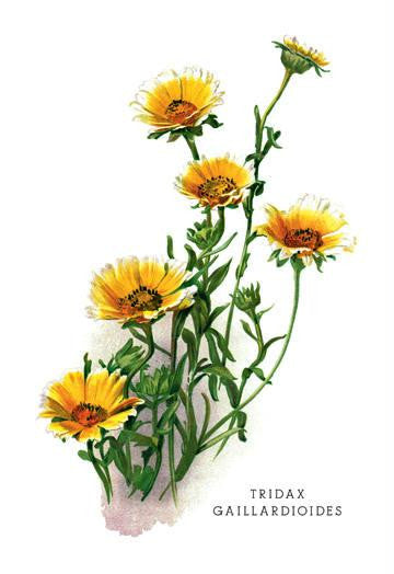 Tridax Gaillardioides 24x36 Giclee