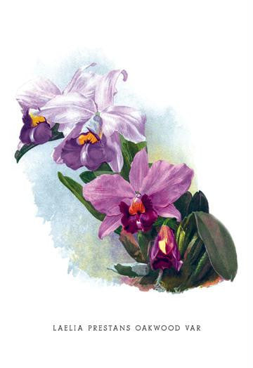 Laelia Prestans Oakwood Var 24x36 Giclee