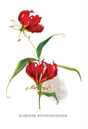 Gloriosa Rothschildiana 24x36 Giclee