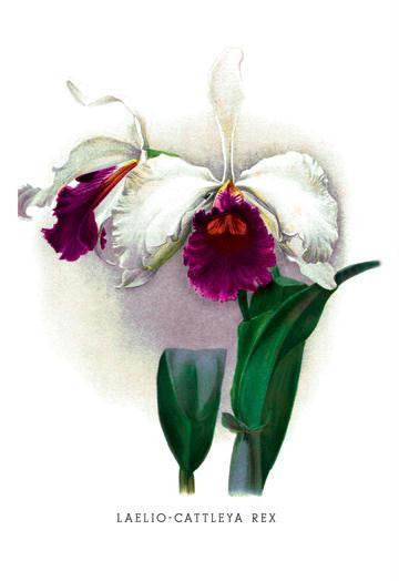 Laelio-Cattleya Rex 24x36 Giclee