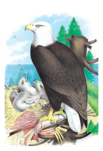 The Bald Eagle (White-Headed Eagle) 24x36 Giclee