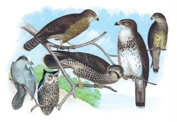 Owls  Buzzards  and Peregrine Falcon 24x36 Giclee