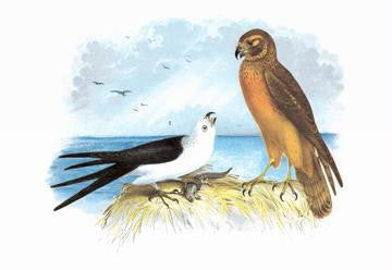 Swallow-Tailed Kite and Marsh Hawk 24x36 Giclee