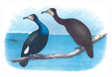 Violet Green Cormorant and Florida Cormorant 24x36 Giclee