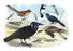 Caracara Eagle  Crow  and Kingfisher 24x36 Giclee