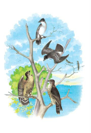 The Kingbird (Tyrant Fly-Catcher) 24x36 Giclee