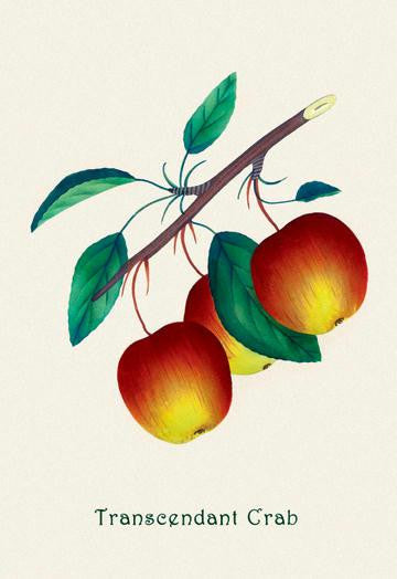 Transcendant Crab Apple 24x36 Giclee