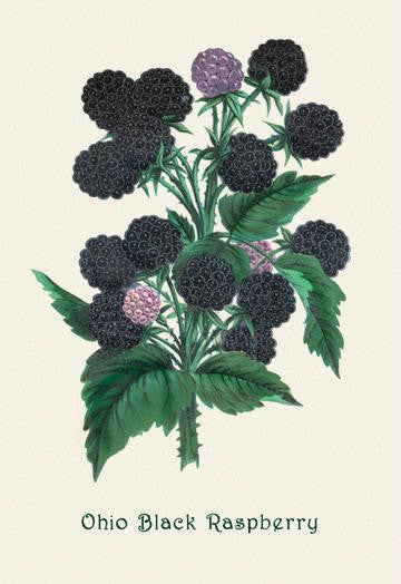 Ohio Black Raspberry 24x36 Giclee