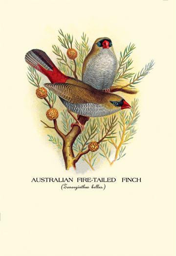 Australian Fire-Tailed Finch 24x36 Giclee