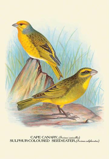 Cape Canary; Sulphur-Coloured Seed-Eater 24x36 Giclee