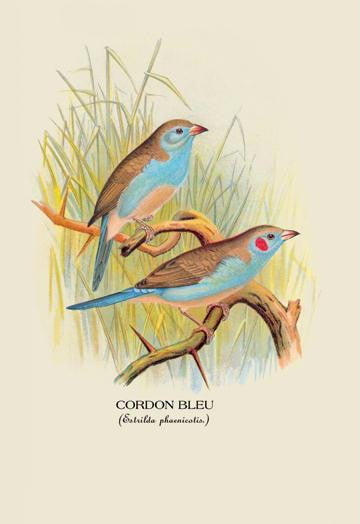 Cordon Bleu 24x36 Giclee