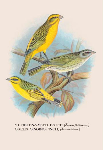 St. Helena Seed-Eater; Green Singing-Finch 24x36 Giclee