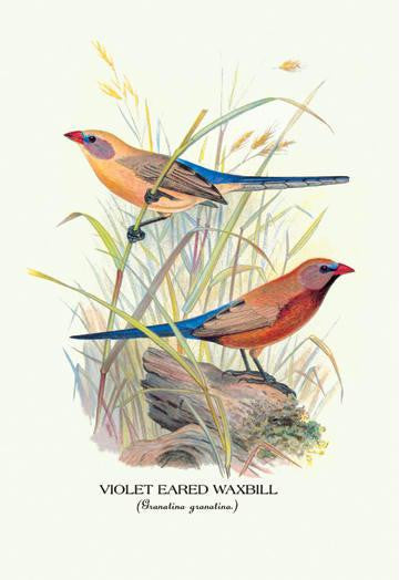 Violet Eared Waxbill 24x36 Giclee