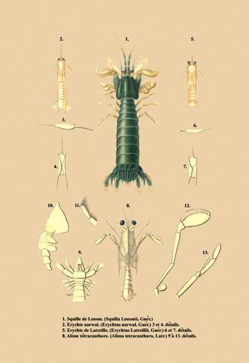 Squille de Lesson et al. 24x36 Giclee