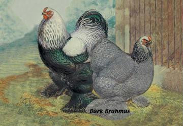 Dark Brahmas 24x36 Giclee