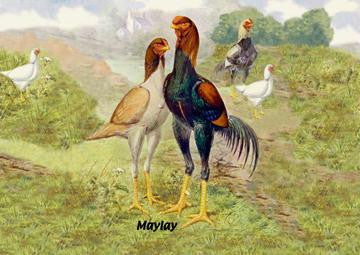 Malay (Chickens) 24x36 Giclee