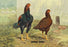 Indian Game (Chickens) 24x36 Giclee