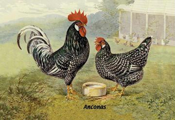 Anconas (Chickens) 24x36 Giclee