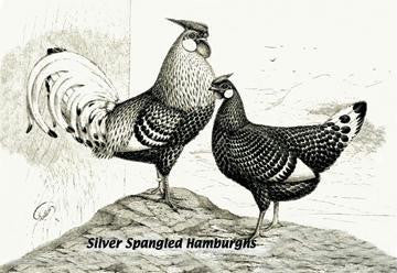 Silver Spangled Hamburghs 24x36 Giclee