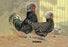 Houdans (Chickens) 24x36 Giclee