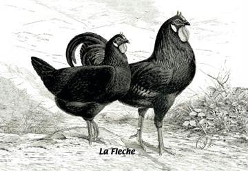 Fleche (Chickens) 24x36 Giclee