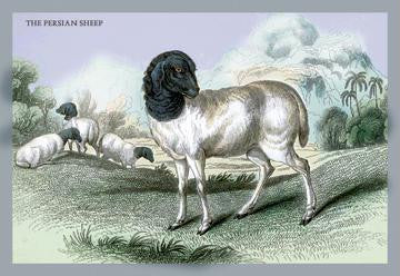 The Persian Sheep 24x36 Giclee