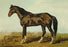 Dongola Horse 24x36 Giclee