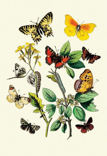 Butterflies: E. Belemia  E. Tagis  et al. 24x36 Giclee