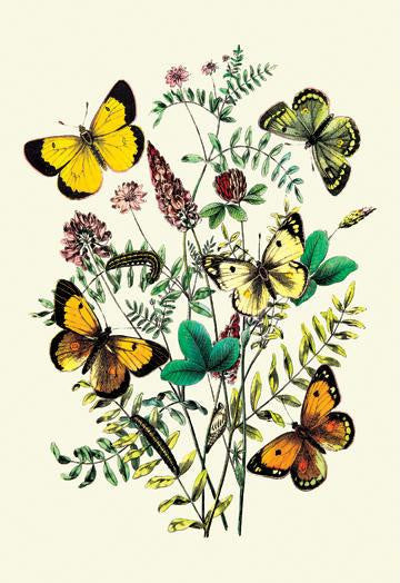 Butterflies: C. Palaeno  C. Phicomene  et al. 24x36 Giclee