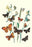 Butterflies: L. Roboris  P. Orion  et al. 24x36 Giclee