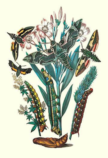 Moths: D. Euphorbiae  C. Nerri  D. Galii 24x36 Giclee