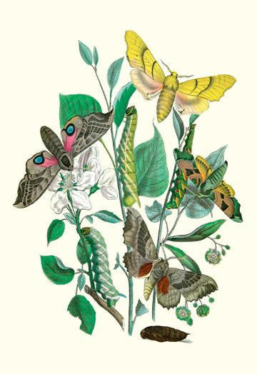 Moths: S. Tilioe  S. Quercus  S. Populi  S. Ocellatus 24x36 Giclee