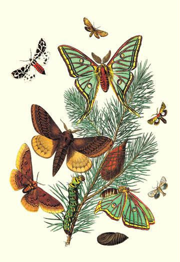 Moths: E. Pudica  E. Pantheria  S. Caecigena  L. Lineosa 24x36 Giclee