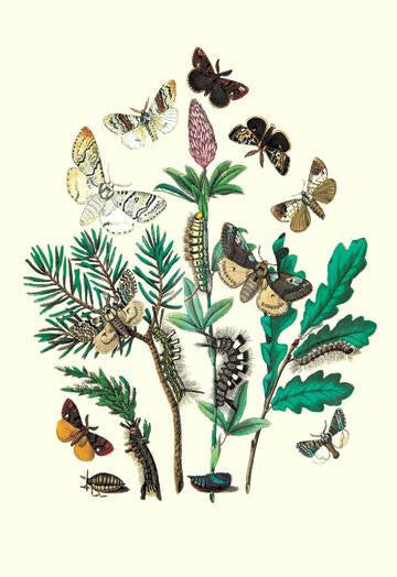 Moths: O. Gonostigma  D. Pudibunda  et al. 24x36 Giclee