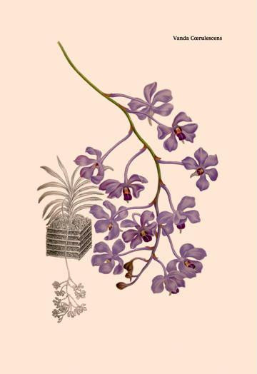 Orchid: Vanda Coerulescens 24x36 Giclee