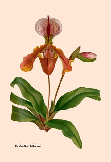 Orchid: Cypripedium Lathianum 24x36 Giclee