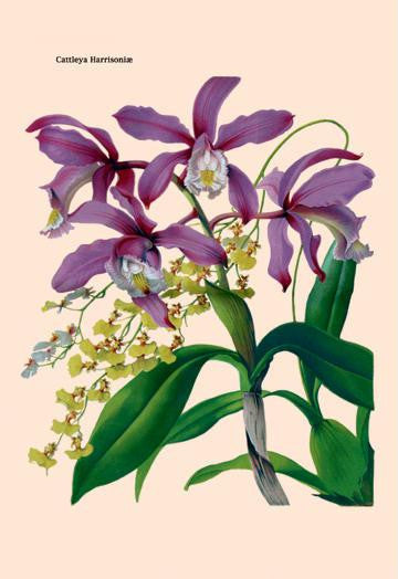 Orchid: Cattleya Harrisoniae 24x36 Giclee