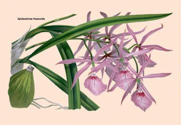 Orchid: Epidendrum Namorale 24x36 Giclee