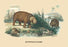 Hyppopotame (Hippopotamus) 24x36 Giclee