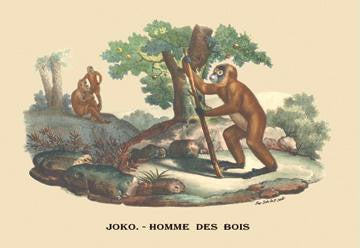 Joko - Homme des Bois (Monkey) 24x36 Giclee