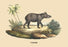 Tapir 24x36 Giclee