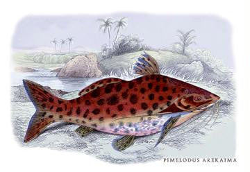 Pimelodus Arekaima 24x36 Giclee