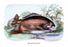 Myletes Pacu #2 24x36 Giclee