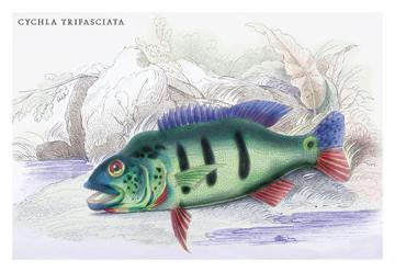 Cychla Trifasciata 24x36 Giclee