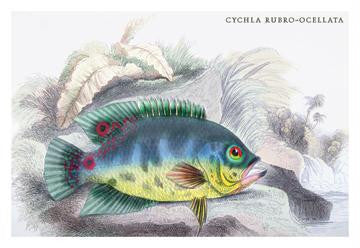 Cychla Rubro-Ocellata 24x36 Giclee